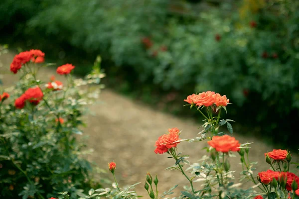 Όμορφα Πολύχρωμα Τριαντάφυλλα Λουλούδι Στον Κήπο — Φωτογραφία Αρχείου