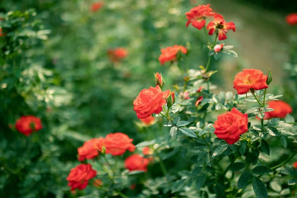 Bellissime Rose Colorate Fiore Giardino — Foto Stock