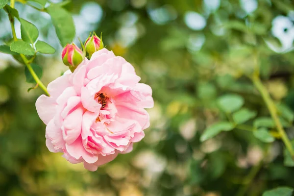 Hermosas Rosas Rosadas Coloridas Florecen Jardín — Foto de Stock