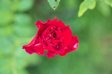 Bahçedeki güzel kırmızı güller