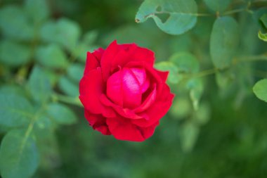 Bahçedeki güzel kırmızı güller