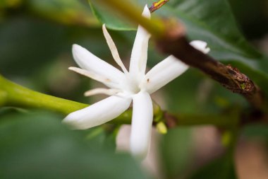 Kahve ağacındaki beyaz çiçek.