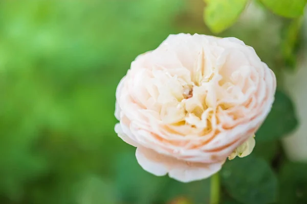 Hermosas Rosas Florecen Jardín — Foto de Stock