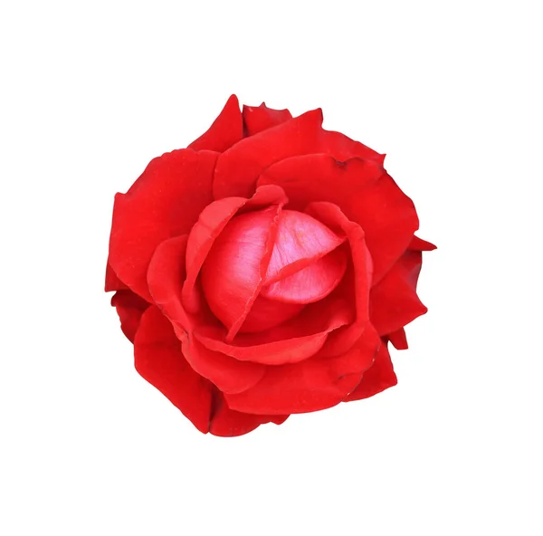 美丽的五彩缤纷的红玫瑰花朵 白色背景隔离 — 图库照片