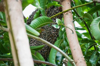 büyük vahşi bal arısı tarağı ağaç dalında
