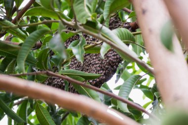 büyük vahşi bal arısı tarağı ağaç dalında