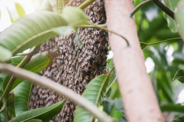 büyük vahşi bal arısı tarağı ağaç dalında
