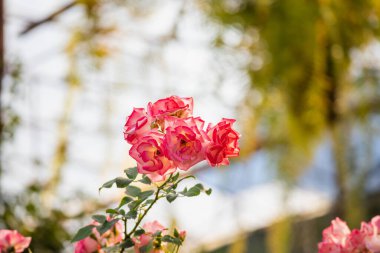 Bahçedeki güzel pembe güller