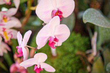 Güzel falaenopsis orkidesi çiçek açan bahçe çiçekleri.