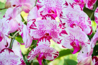 Güzel falaenopsis orkidesi çiçek açan bahçe çiçekleri.