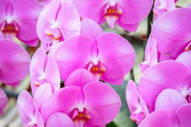 Güzel falaenopsis orkidesi çiçek açan bahçe çiçekleri.