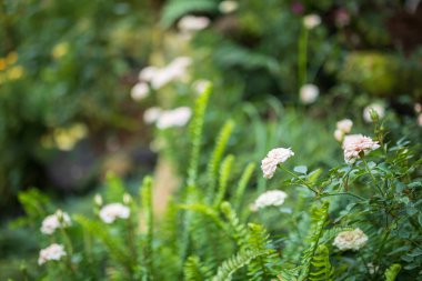 Bahçedeki güzel beyaz güller