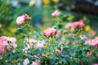 Bahçedeki güzel pembe güller