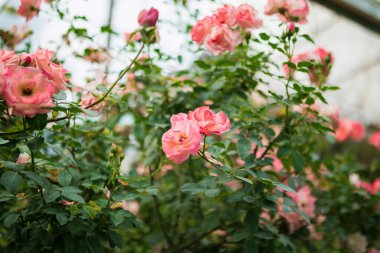 Bahçedeki güzel pembe güller