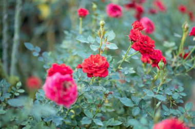 Bahçedeki güzel kırmızı güller