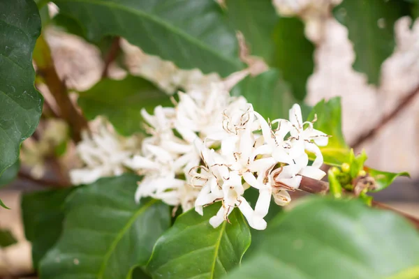 White Coffee Flowers Green Leaves Tree Plantation Close — Stock Photo, Image