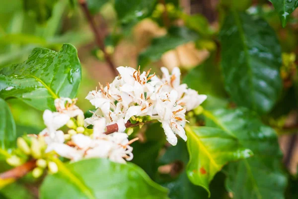 Flores Brancas Café Folhas Verdes Plantação Árvores Perto — Fotografia de Stock