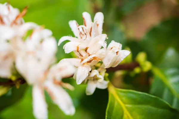 White coffee flowers in green leaves tree plantation close up