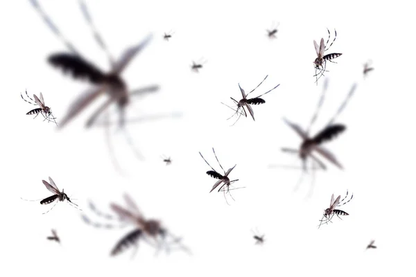 Mosquitos Voadores Isolados Fundo Branco — Fotografia de Stock