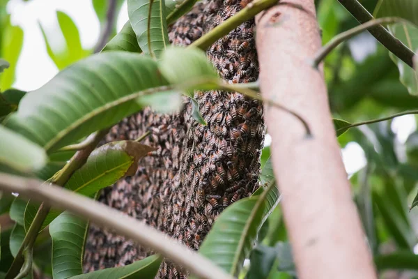 Große Wildbienenwabe Auf Ast — Stockfoto