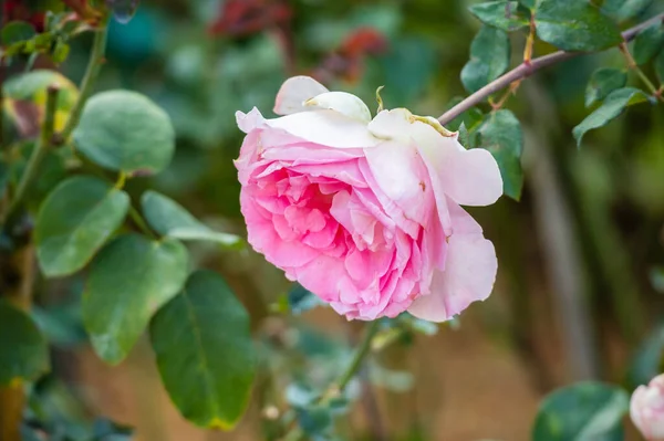 Hermosas Rosas Rosadas Florecen Jardín — Foto de Stock