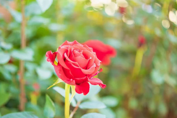 Hermosas Rosas Rojas Florecen Jardín — Foto de Stock