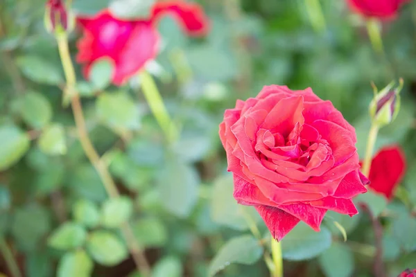 Hermosas Rosas Rojas Florecen Jardín — Foto de Stock