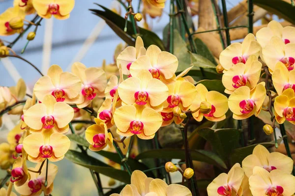 Flor Hermosa Orquídea Phalaenopsis Que Florece Fondo Floral Del Jardín —  Fotos de Stock