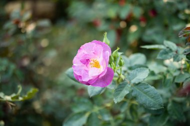 Bahçedeki güzel renkli güller