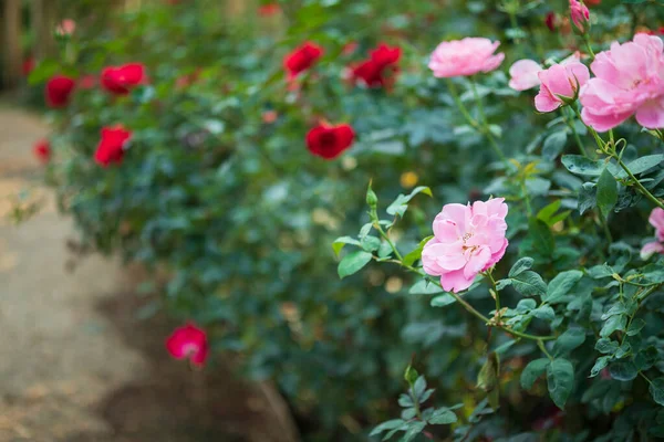 Hermosas Rosas Rosadas Coloridas Florecen Jardín —  Fotos de Stock
