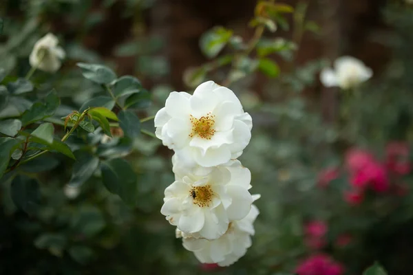 Hermosas Rosas Blancas Florecen Jardín —  Fotos de Stock