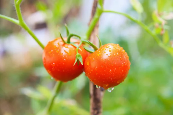 Fresh Red Ripe Tomatoes Plant Hanging Vine Growth Organic Garden — Stock Photo, Image