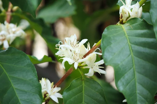 White coffee flowers in green leaves tree plantation close up