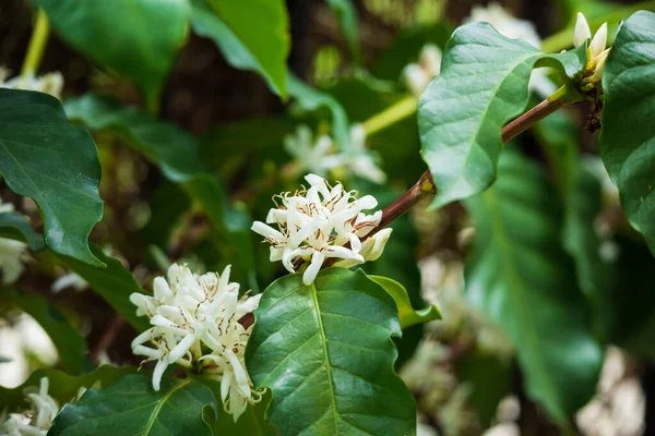 White coffee flowers in green leaves tree plantation close up