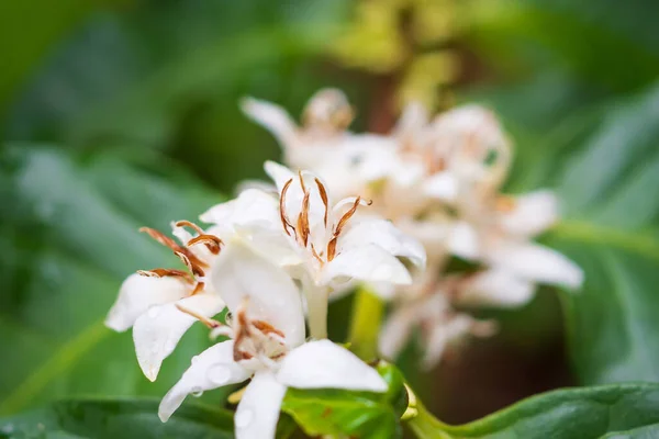 White coffee flowers in green leaves tree plantation close up