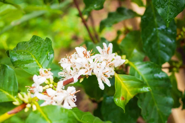 White coffee flowers in green leaves tree plantation close up