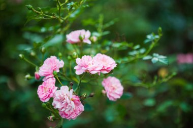Bahçedeki güzel pembe güller