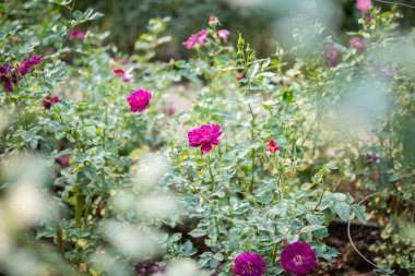 Bahçedeki güzel renkli güller