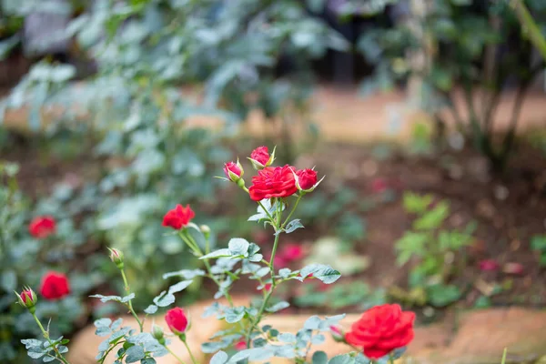 Hermosas Rosas Rojas Florecen Jardín —  Fotos de Stock