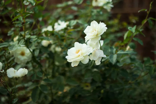 Белый Цветок Саду — стоковое фото