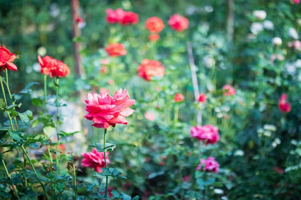 Belles Roses Roses Colorées Fleurissent Dans Jardin — Photo