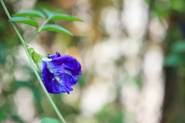 Närbild Blå Fjäril Ärta Blomma Trädgården — Stockfoto