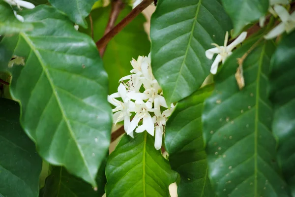 Yeşil Yapraklı Beyaz Kahve Çiçekleri Ağaç Fidanlığını Kapatır — Stok fotoğraf