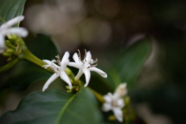 Kahve ağacındaki beyaz çiçek.