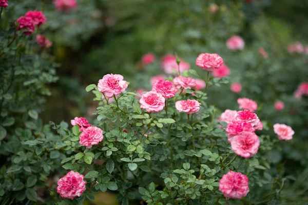 Όμορφο Πολύχρωμο Ροζ Τριαντάφυλλο Λουλούδι Στον Κήπο — Φωτογραφία Αρχείου