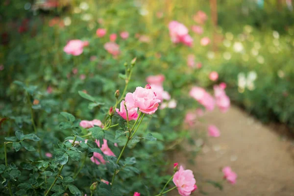 庭の美しいカラフルなピンクのバラの花 — ストック写真