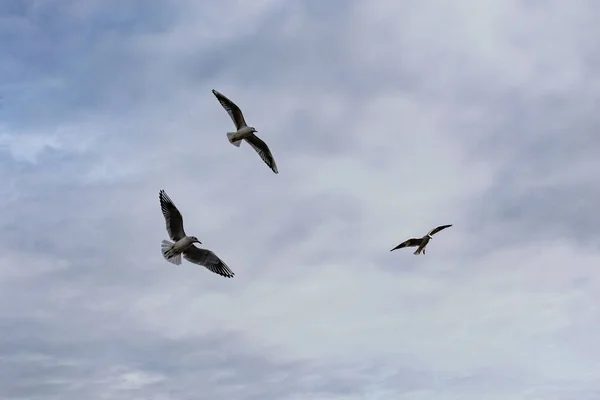 Drie Vogels Meeuwen Die Vliegen Een Troebele Achtergrond Schone Minimalistische — Stockfoto