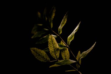 Mavi ve sarı çiçek siyah arkaplanda siluet bırakır