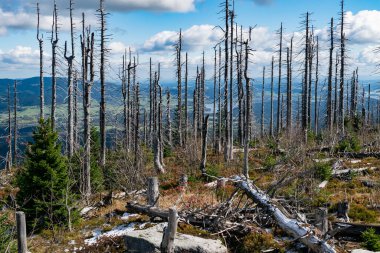 Çek dağlarındaki bir ormandaki ölü yaşlı ağaçlar. Mavi gökyüzü bulutlu arka plan.