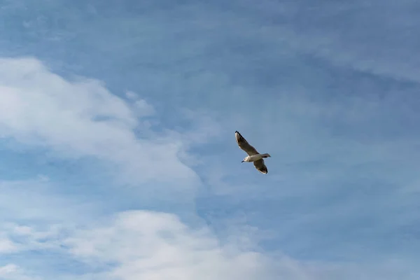 Meeuw Vogel Vlucht Een Blauwe Lucht Bewolkt Achtergrond Vrijheid Vleugels — Stockfoto